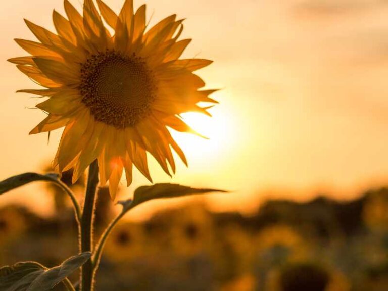 Is sunflower lecithin Bad For You