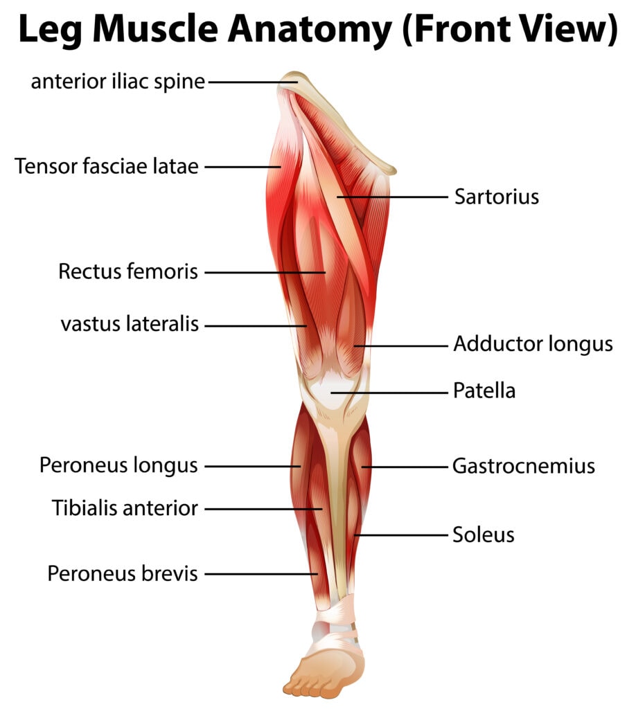 Leg Anatomy: Bones, Muscles, Diagram, Parts and Joints of the Lower Limb 2 Leg Diagram