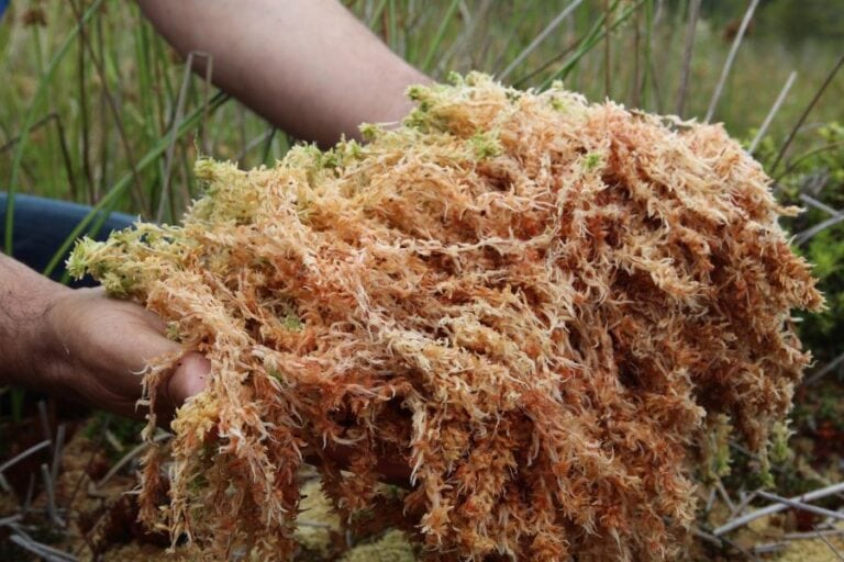 Benefits of Sea Moss