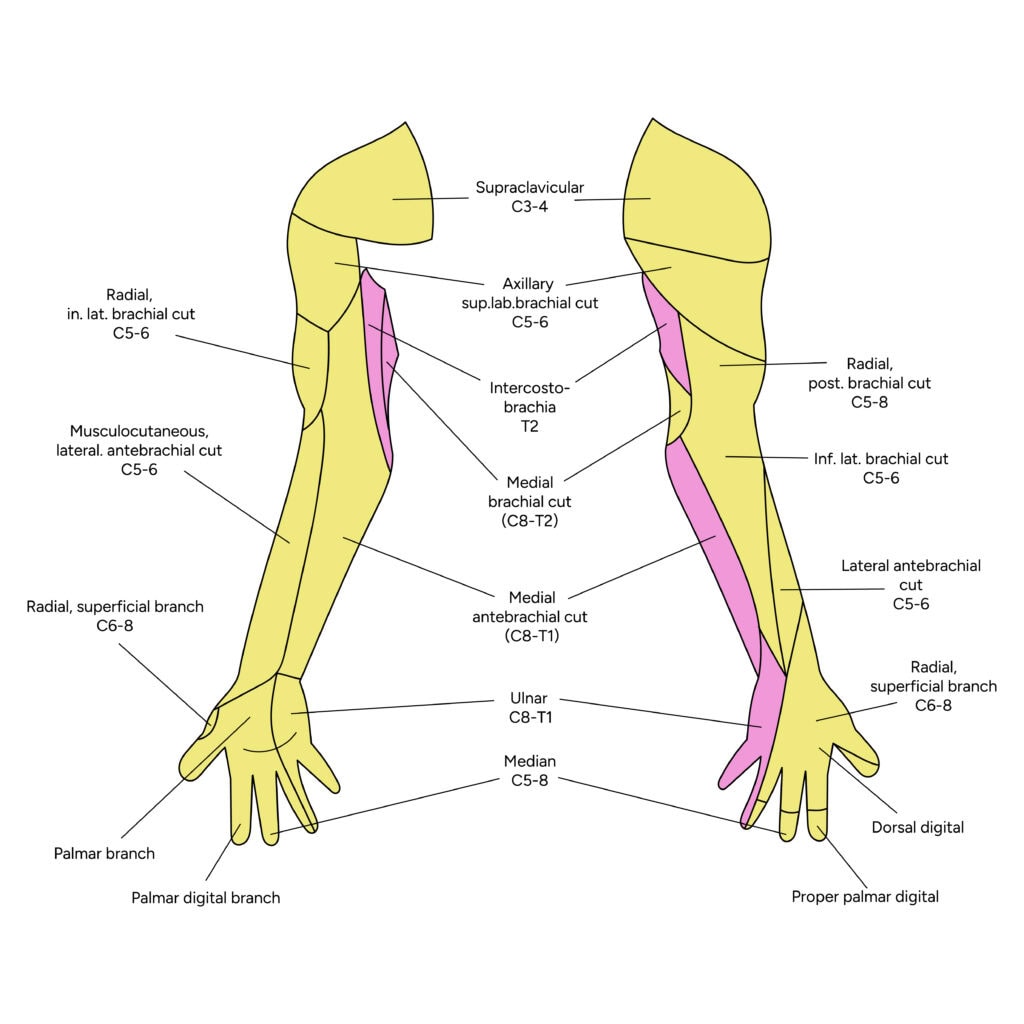 Arm Anatomy: Bones, Muscles, and Functions, Diagram 2 Arm Anatomy