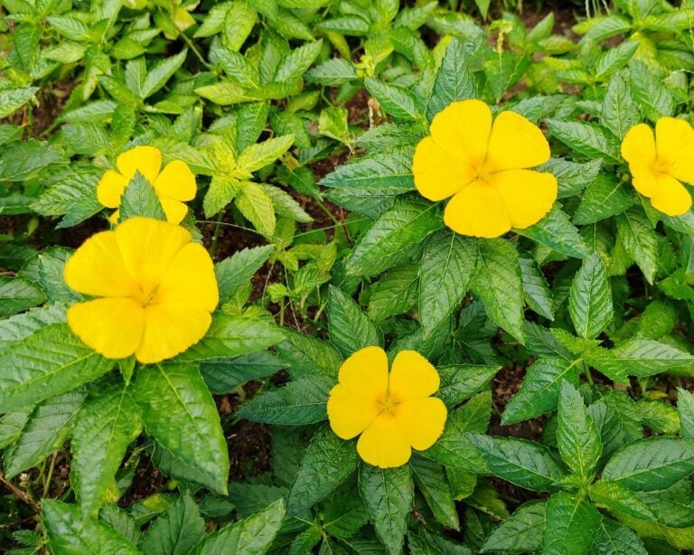 Benefits & Uses of Damiana