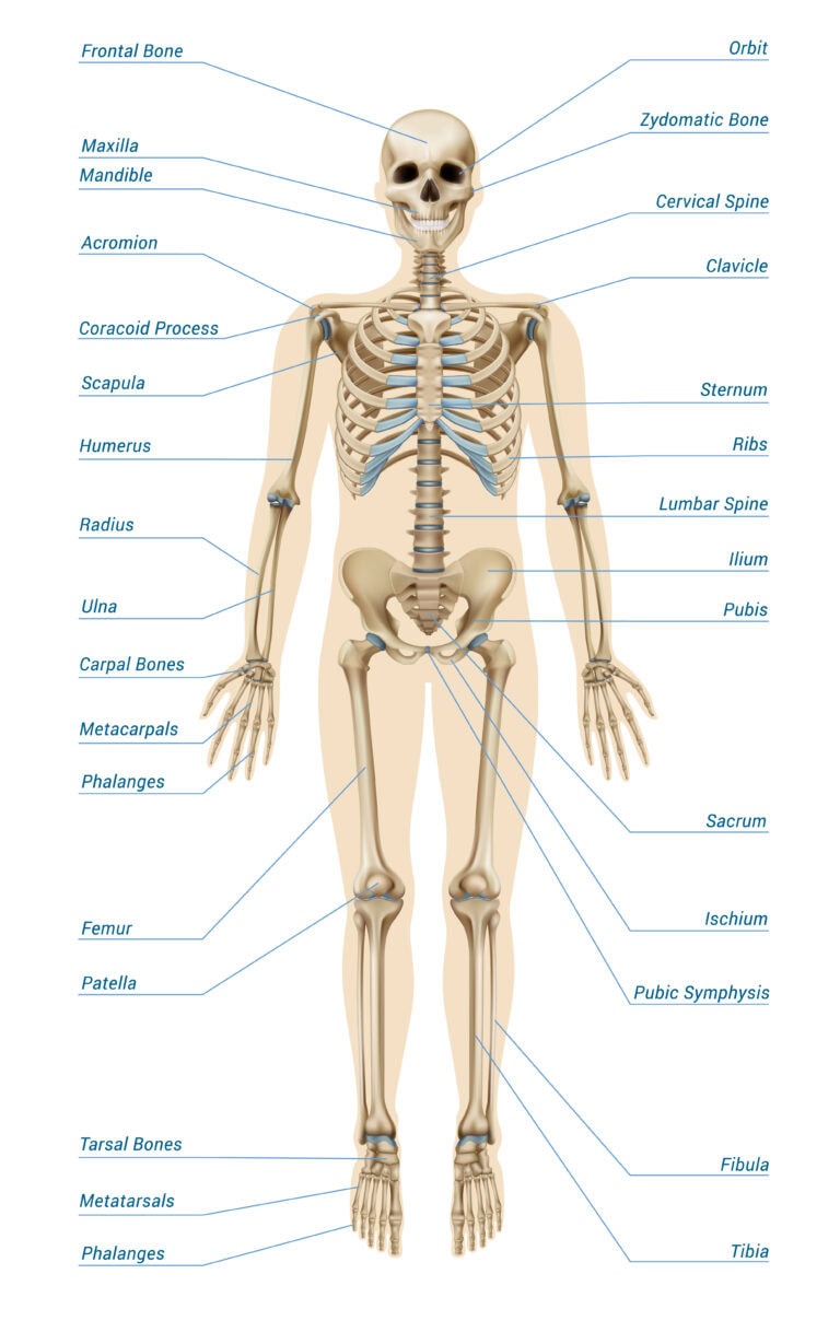 Bone Diagram