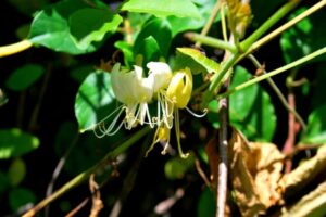 Health Benefits of Balloon Flower Root