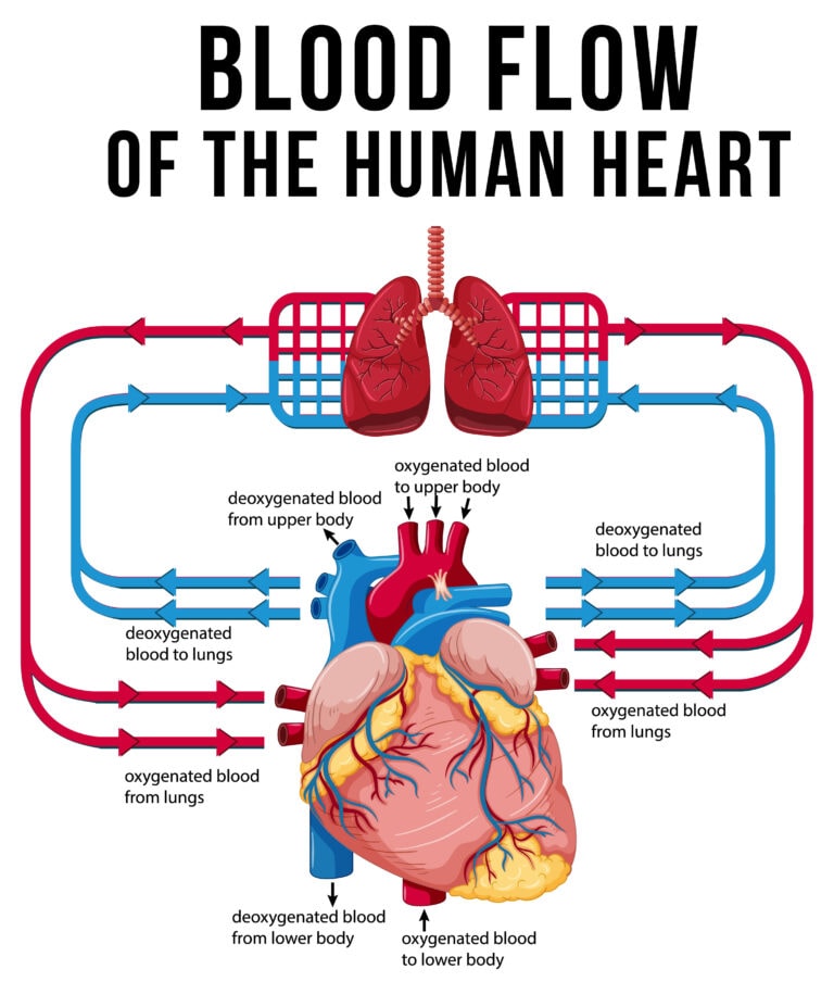 Heart Blood Flow Diagram