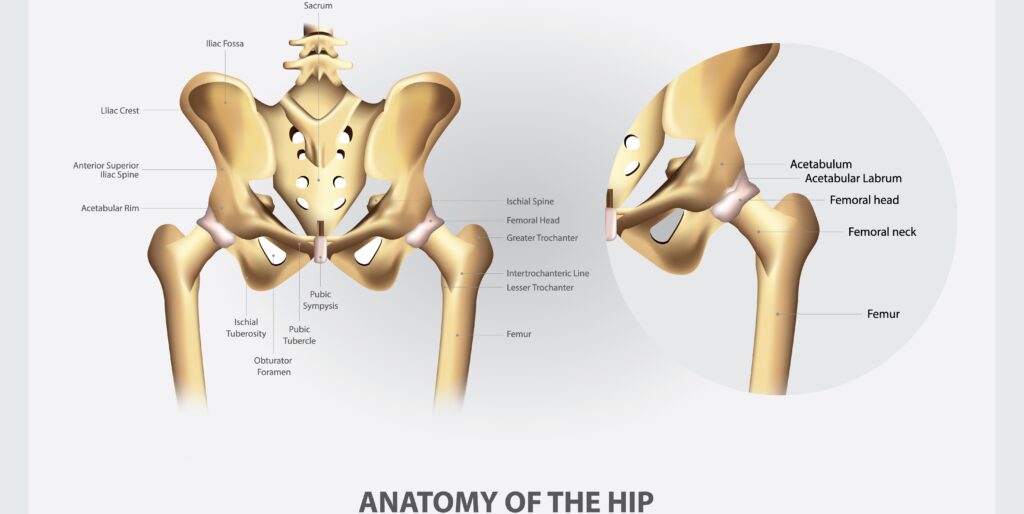 Hip Muscle Anatomy : Diagram, Parts, Location and Functions 2 Hip Muscle Anatomy : Diagram, Parts, Location and Functions