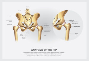 Hip Muscle Anatomy