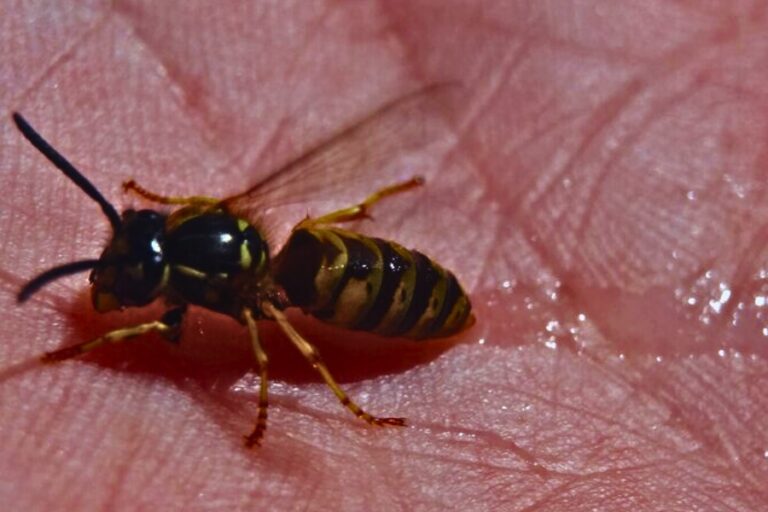 How Long Does Bee Sting Itch and What to Do for It