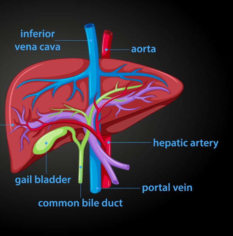 Liver Diagram