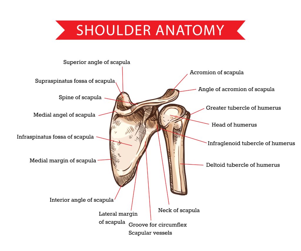 Shoulder Anatomy: Diagram, Parts, Location and Functions 2