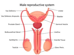 Testicle Anatomy