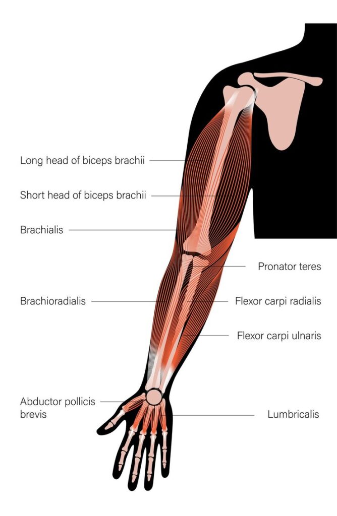 Brachioradialis Muscle Anatomy and Diagram : Key Functions, Common Issues 2 Anatomy of the Brachioradialis Muscle