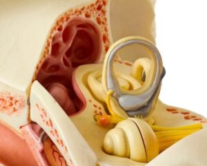 Ear Anatomy