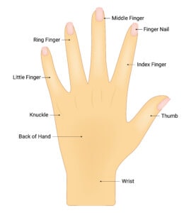 Finger Anatomy