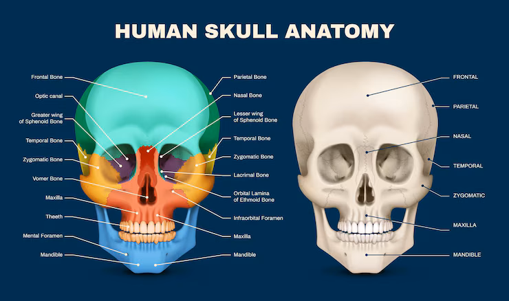 Human SKull Anatomy