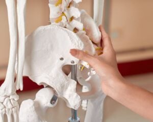 Hip Bone Anatomy
