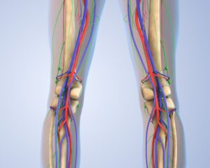 Tibial Nerve