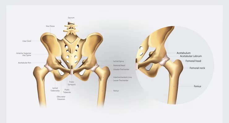 Hip Bone Anatomy and Diagram: Ilium, Ischium, and Pubis 2 Hip Bone Anatomy: