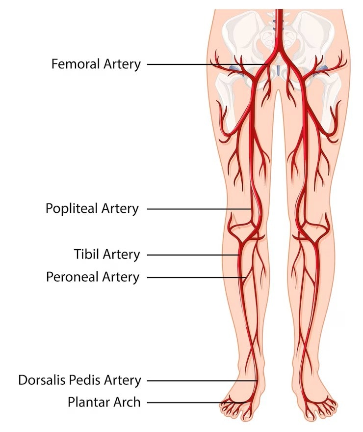 Tibial Nerve: Anatomy, Location, Diagram, Parts and Functions 2 Tibial Nerve