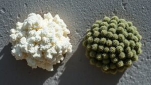 mold and mildew differences