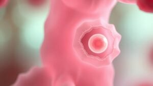ovarian follicle support cells