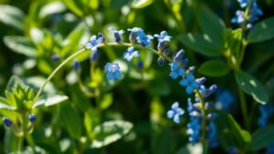 sacred herb healing properties