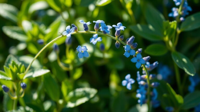 sacred herb healing properties