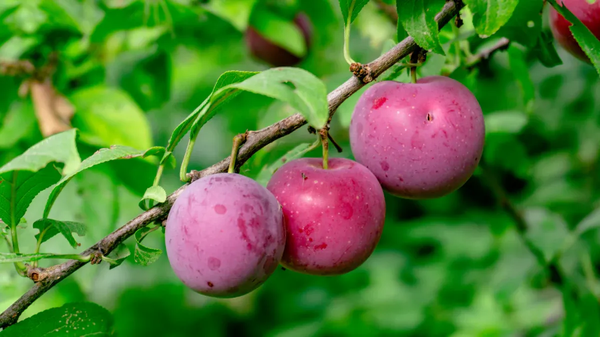 Plum Nutrition Calories: Sweet Facts, Amazing Uses, & Benefits